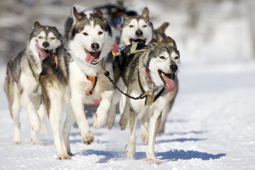 how to train your husky to pull a sled